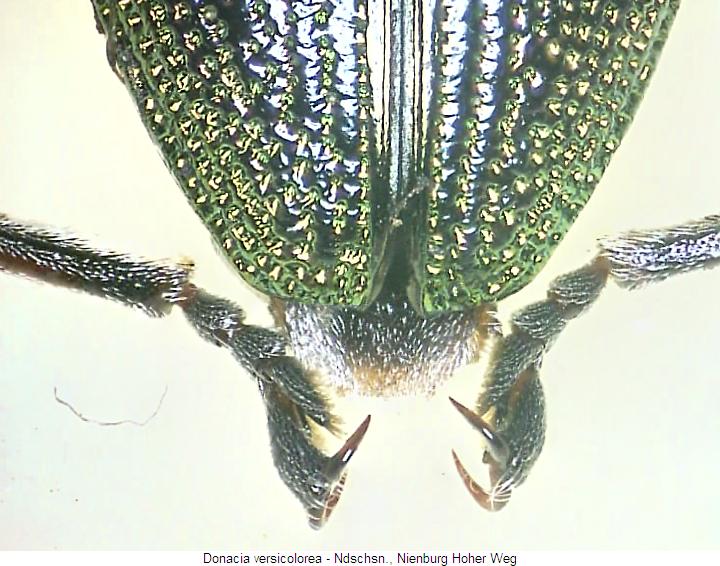 donacia_versicolorea_fld.jpg