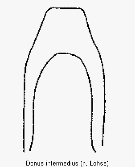 donus_intermedius.gif
