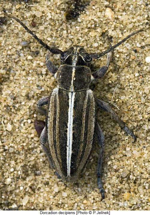 dorcadion_decipiens_hab.jpg