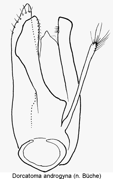 dorcatoma_androgyna.gif