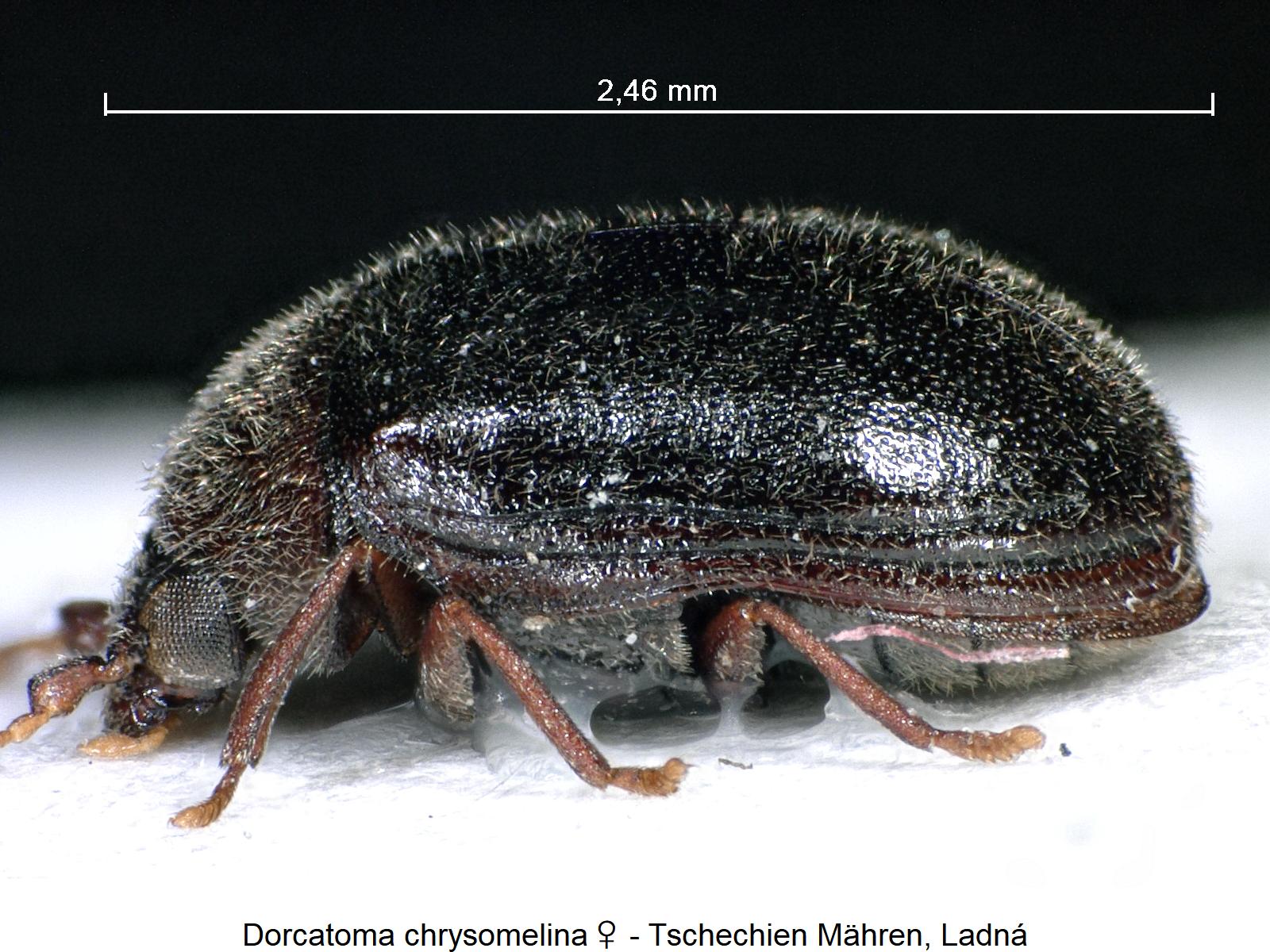 dorcatoma_chrysomelina_w_sa.jpg
