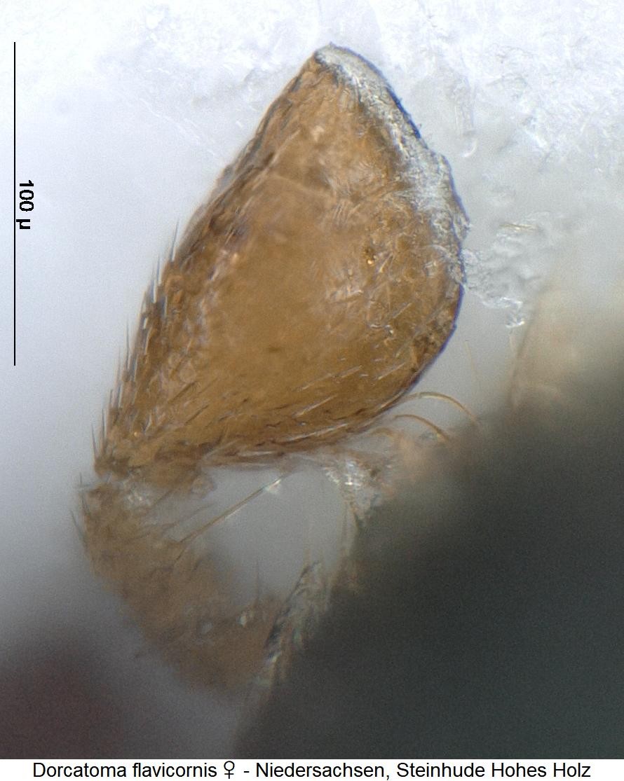 dorcatoma_flavicornis_ts.jpg