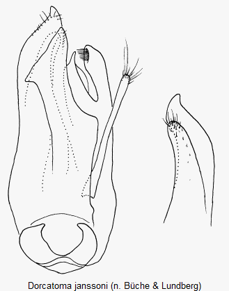 dorcatoma_janssoni.gif