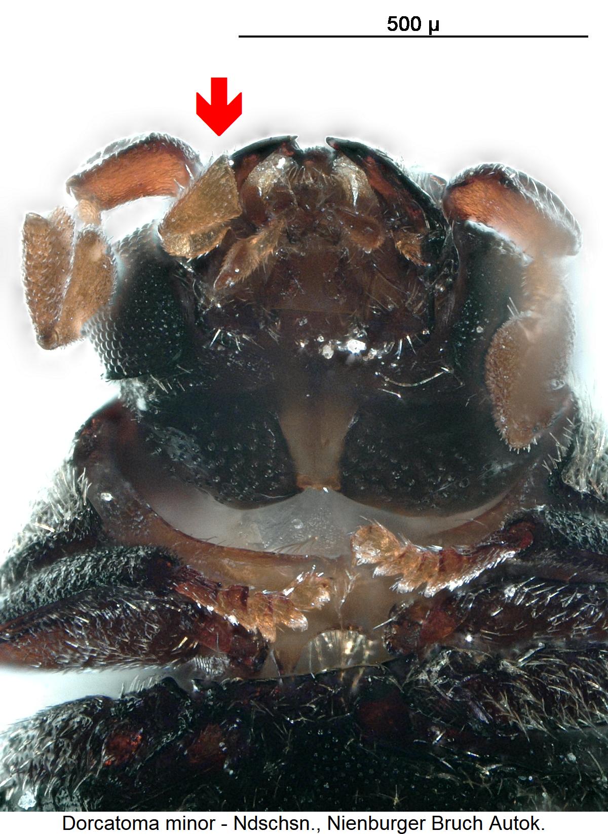 dorcatoma_minor_ts.jpg