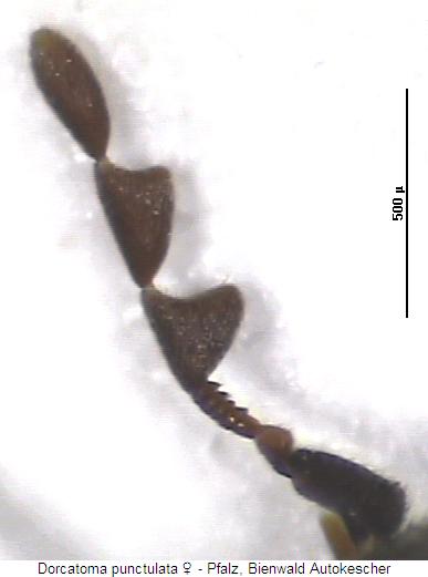 dorcatoma_punctulata_f.jpg