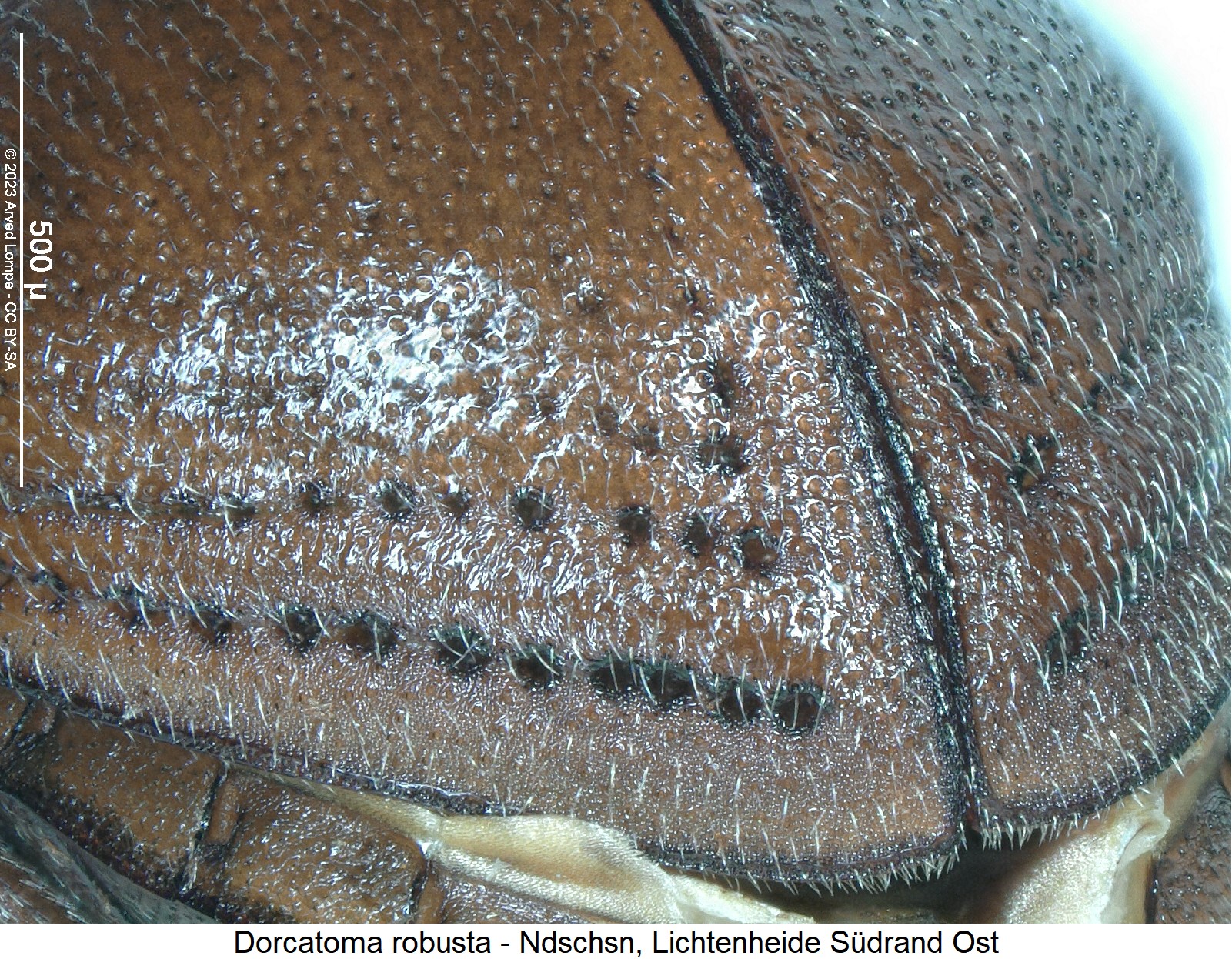dorcatoma_robusta_fld.jpg