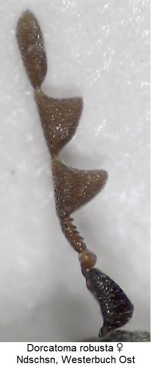 dorcatoma_robusta_w_f.jpg