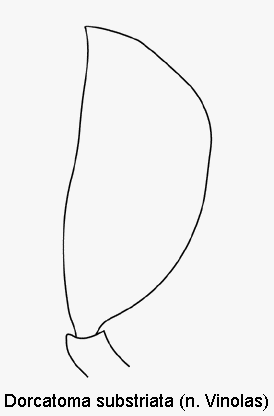 dorcatoma_substriata_ts.gif