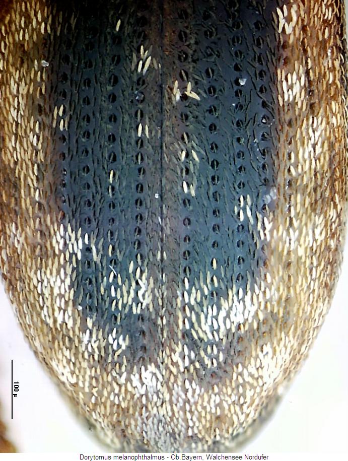 dorytomus_melanophthalmus_os.jpg