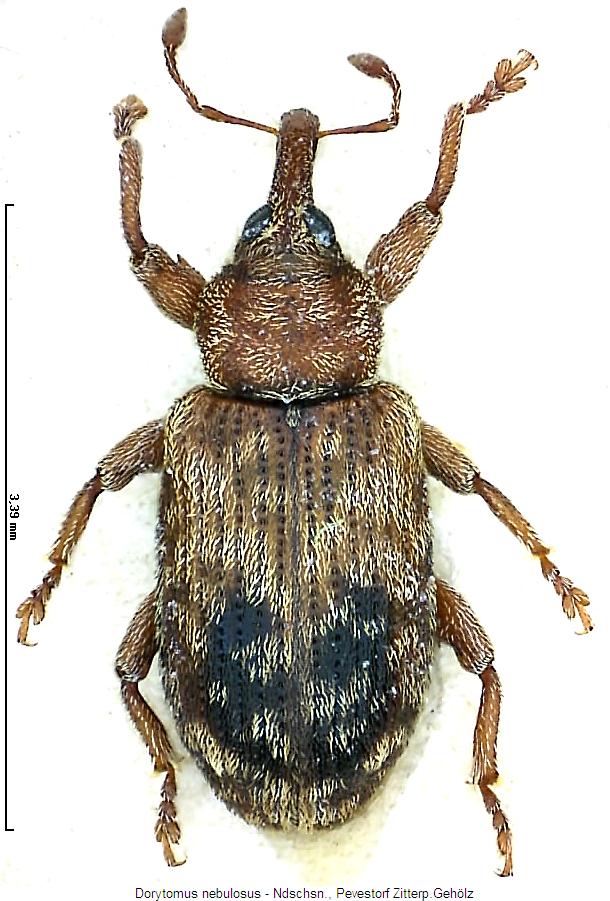 dorytomus_nebulosus_hab.jpg