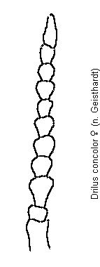 drilus_concolor_f.gif