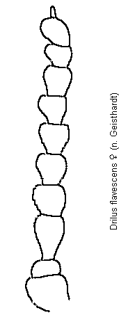 drilus_flavescens_f.gif
