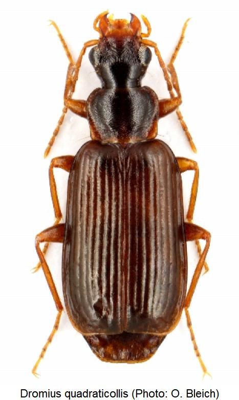 dromius_quadraticollis_hab.jpg