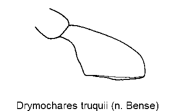 drymochares_truquii_ts.gif