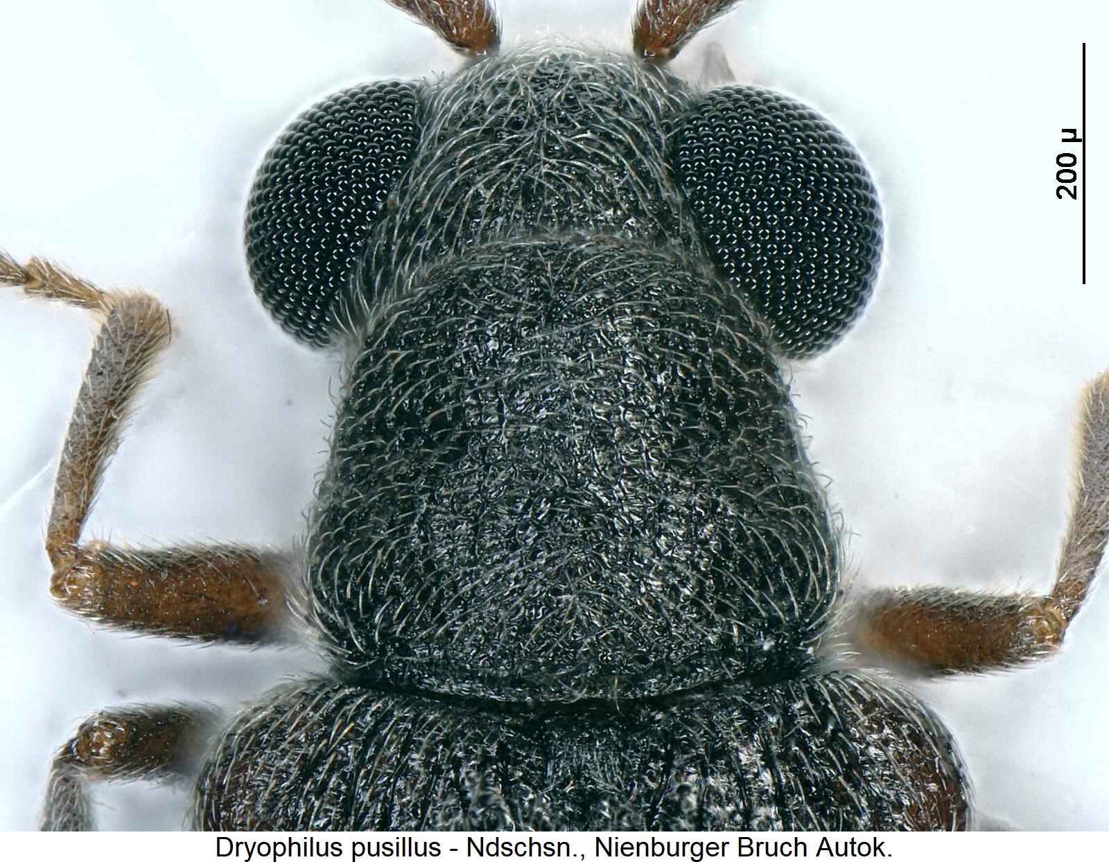 dryophilus_pusillus_vk.jpg