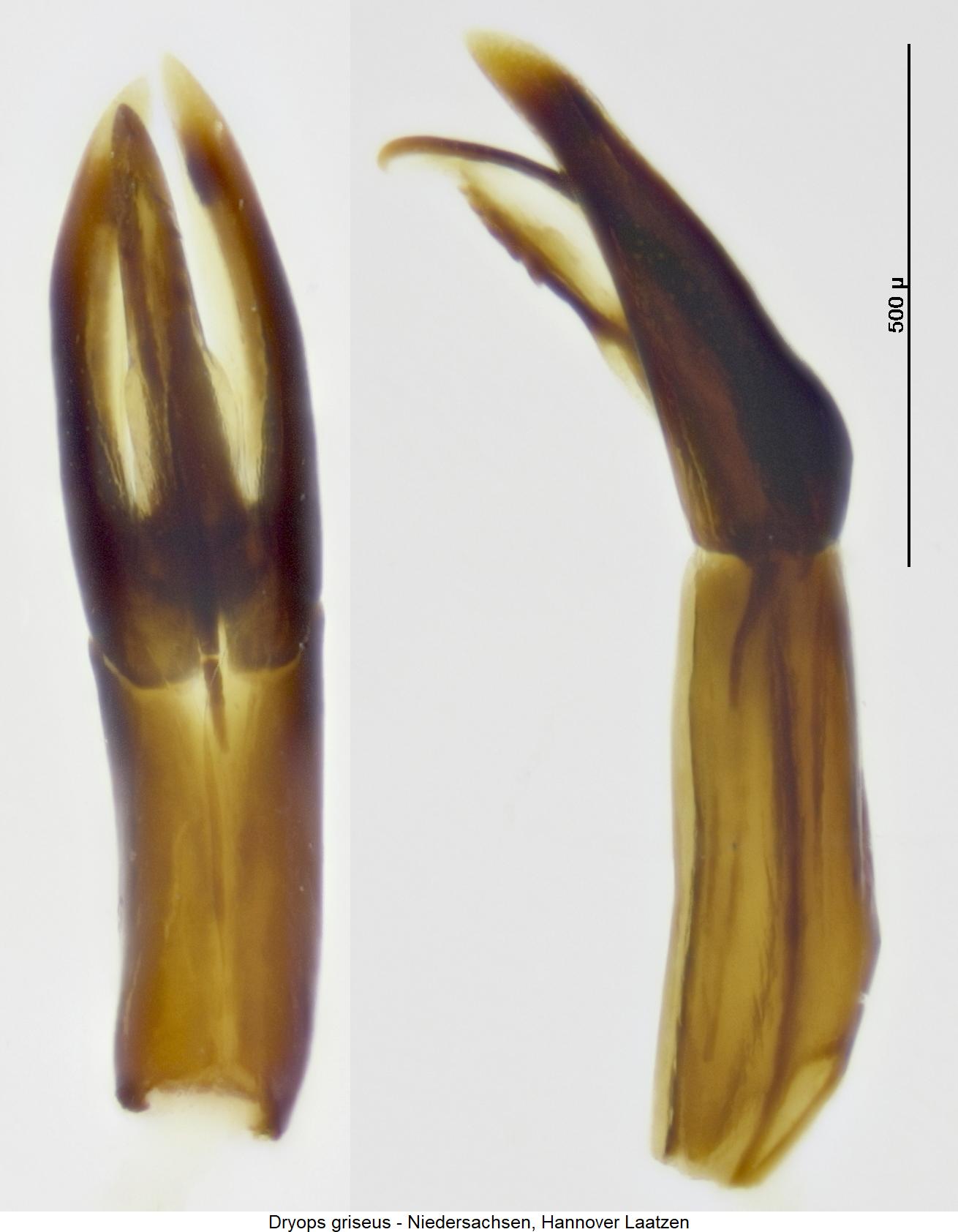 dryops_griseus1.jpg