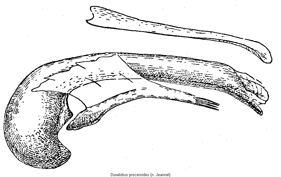 duvalidius_proceroides.gif