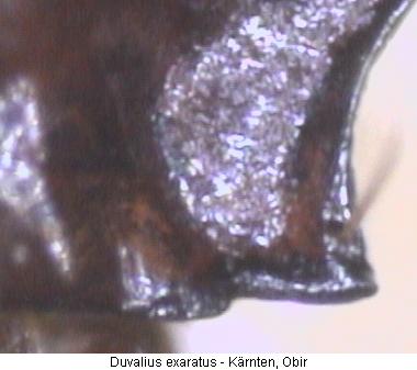 duvalius_exaratus_hsch.jpg