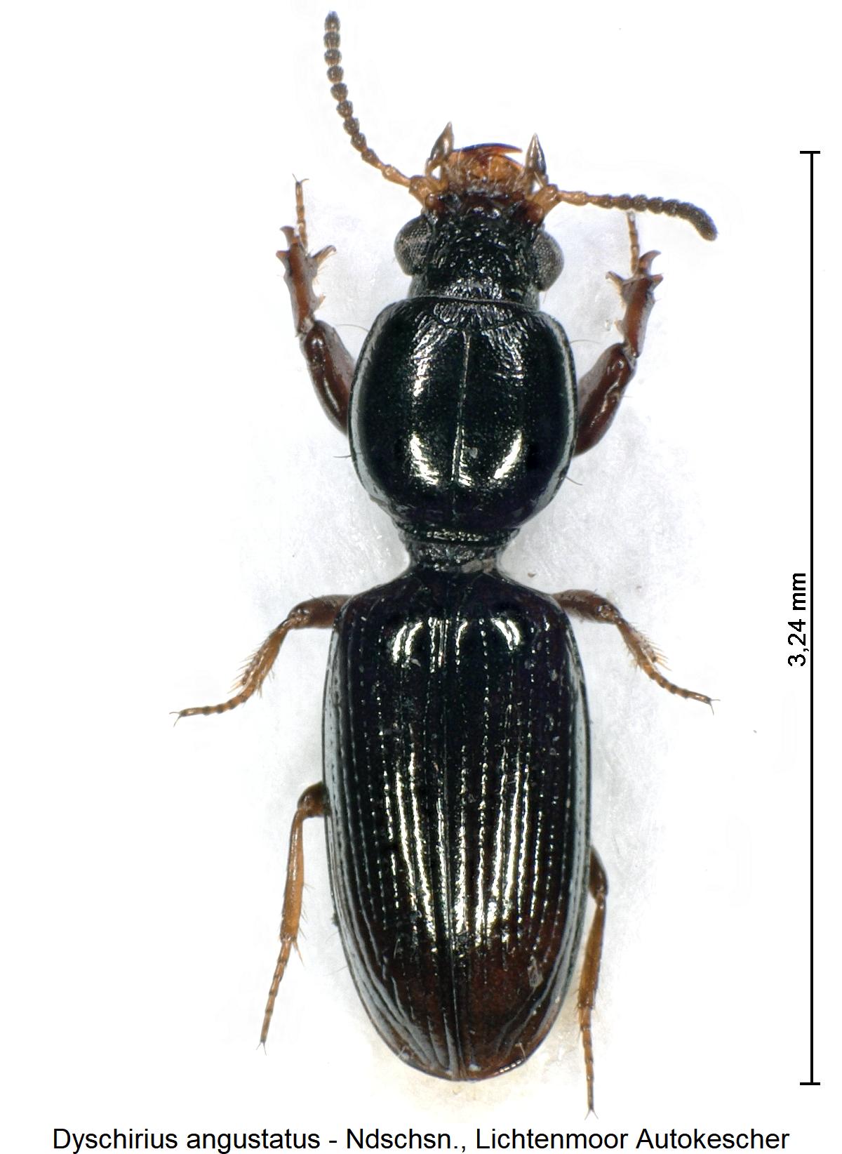dyschirius_angustatus_hab1.jpg