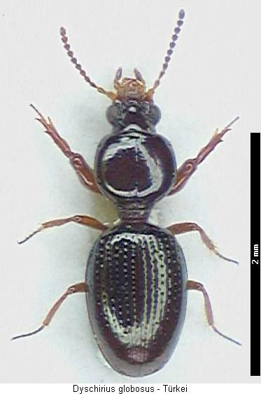 dyschirius_globosus_hab.jpg