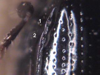 dyschirius_intermedius_sch.jpg