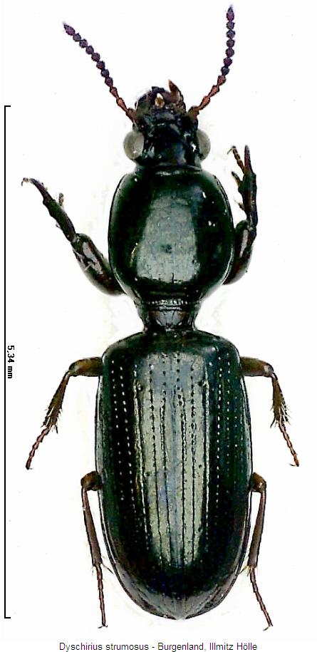 dyschirius_strumosus_hab.jpg