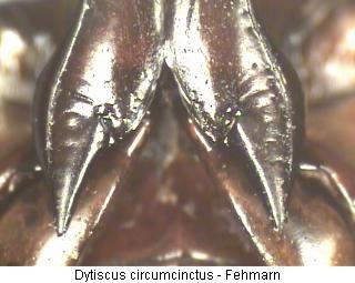dytiscus_circumcinctus_hcox.jpg