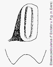 ebaeus_pedicularius_pyg.gif