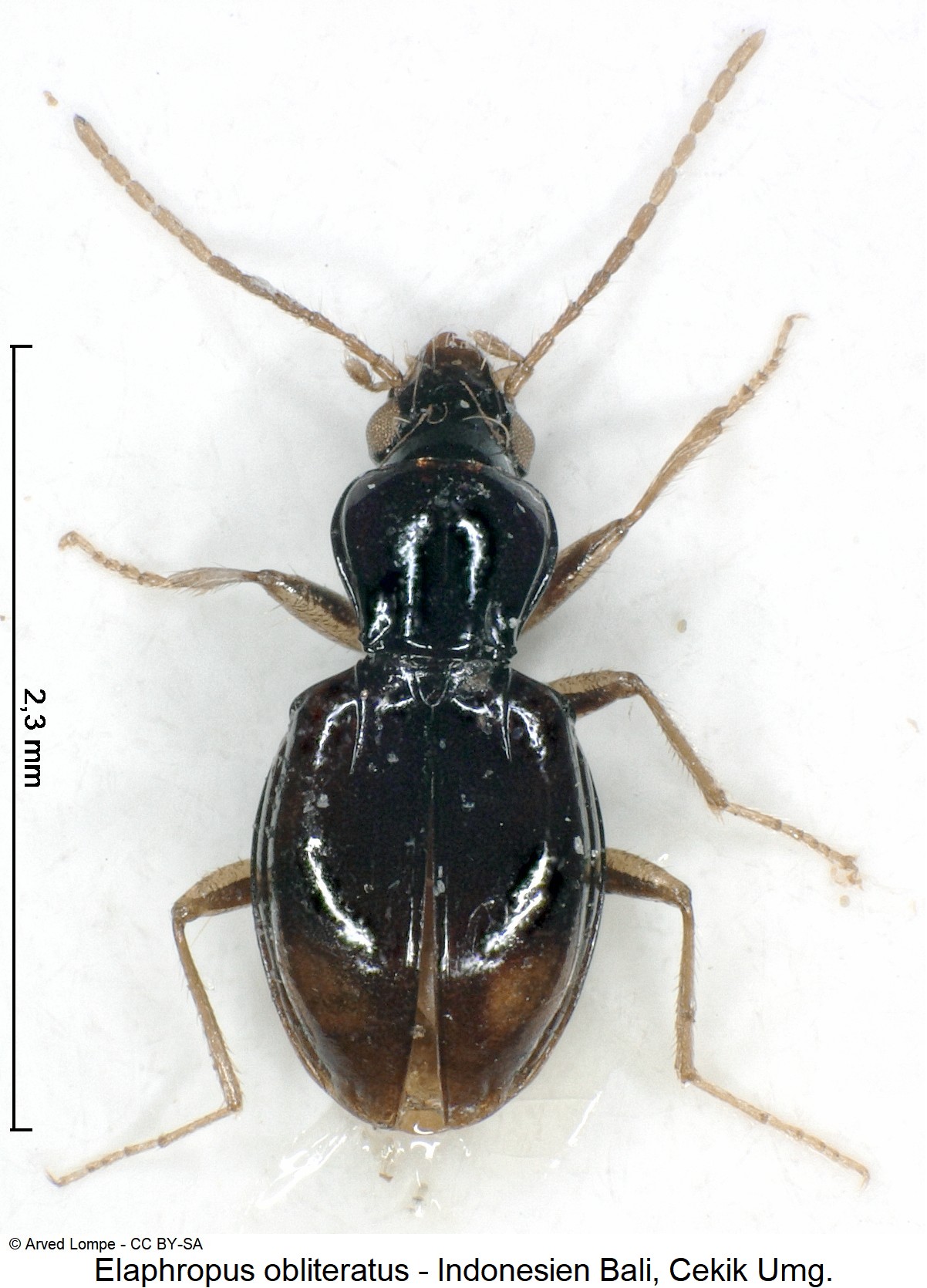elaphropus_obliteratus_hab.jpg