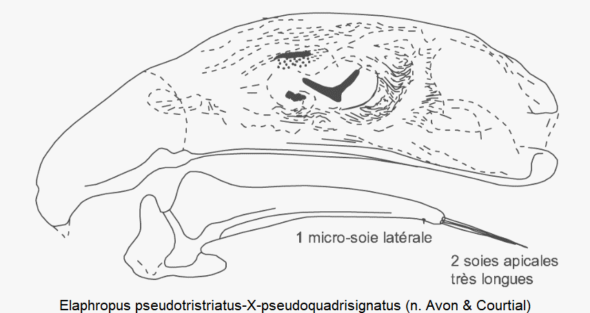 elaphropus_pseudotristriatus-x-pseudoquadrisignatus.gif
