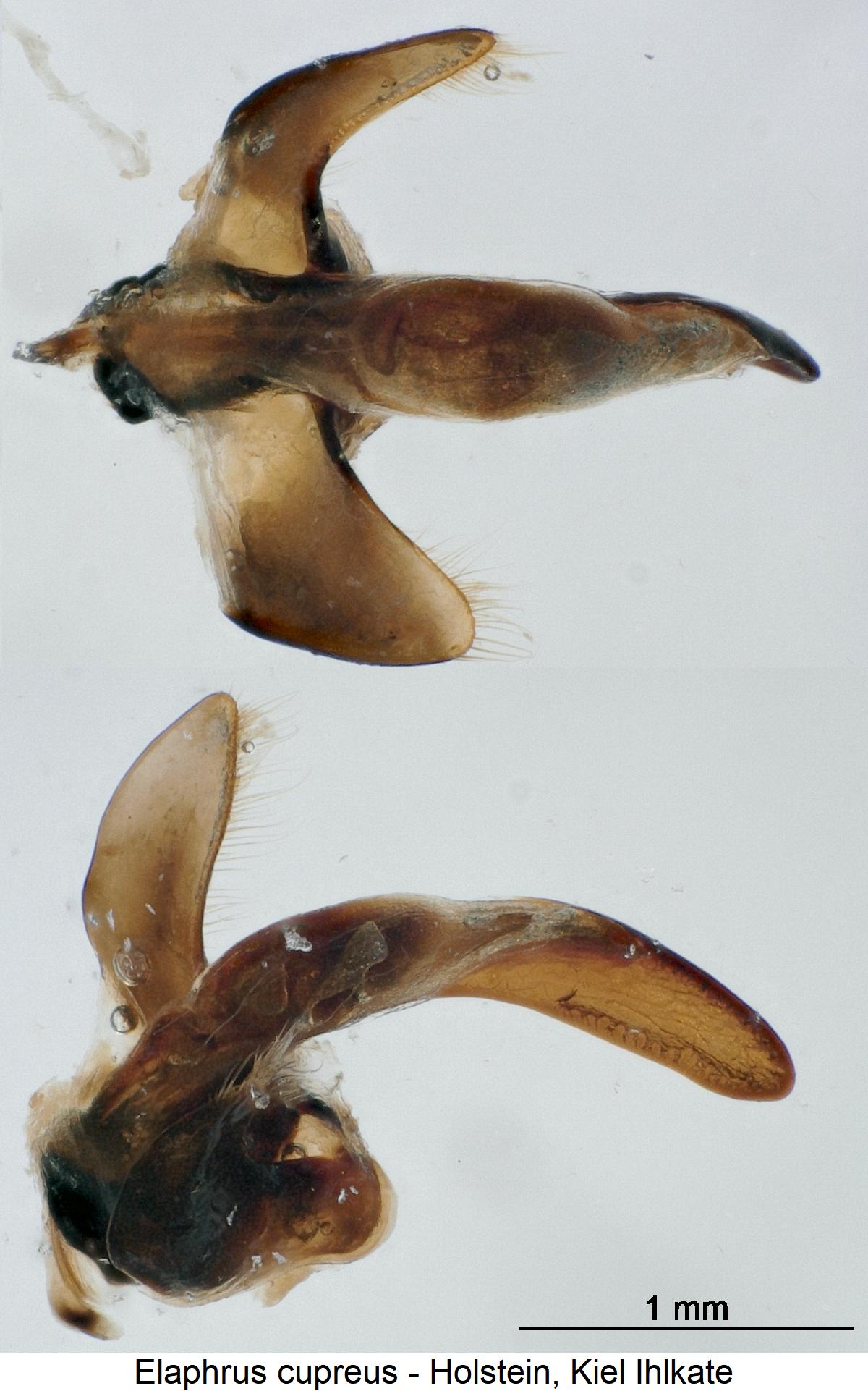 elaphrus_cupreus1.jpg