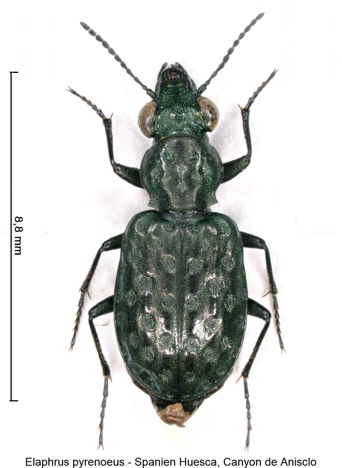 elaphrus_pyrenoeus_hab1.jpg