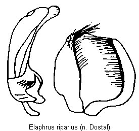 elaphrus_riparius.gif