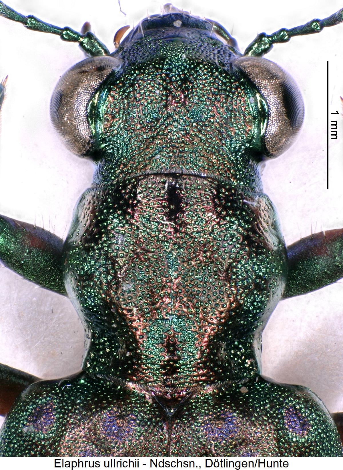 elaphrus_ullrichii_hab.jpg