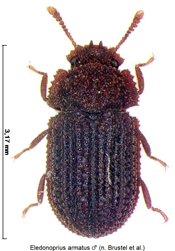 eledonoprius_armatus_m_hab.jpg