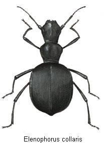 elenophorus_collaris_hab.jpg