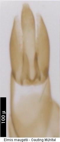 elmis_maugetii3.jpg