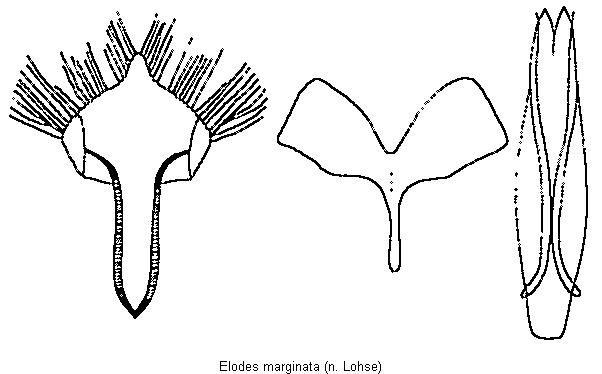 elodes_marginata.gif