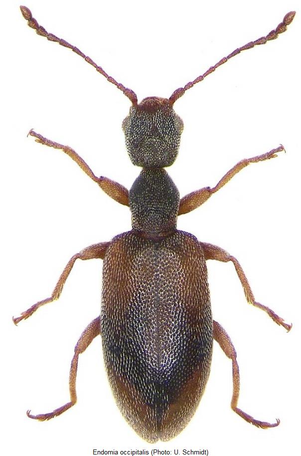 endomia_occipitalis_hab.jpg
