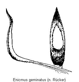 enicmus_geminatus.gif