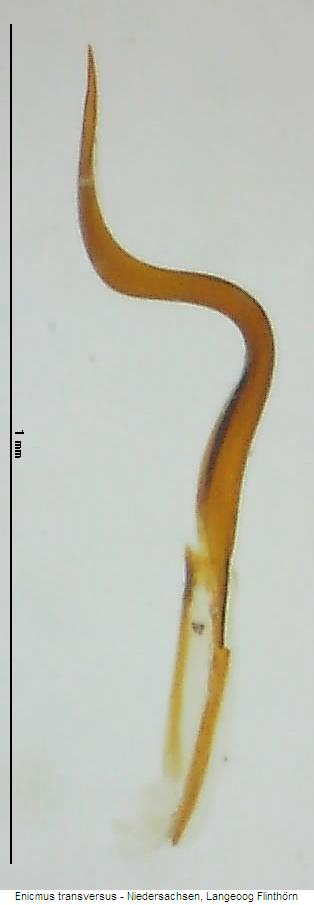 enicmus_transversus2.jpg