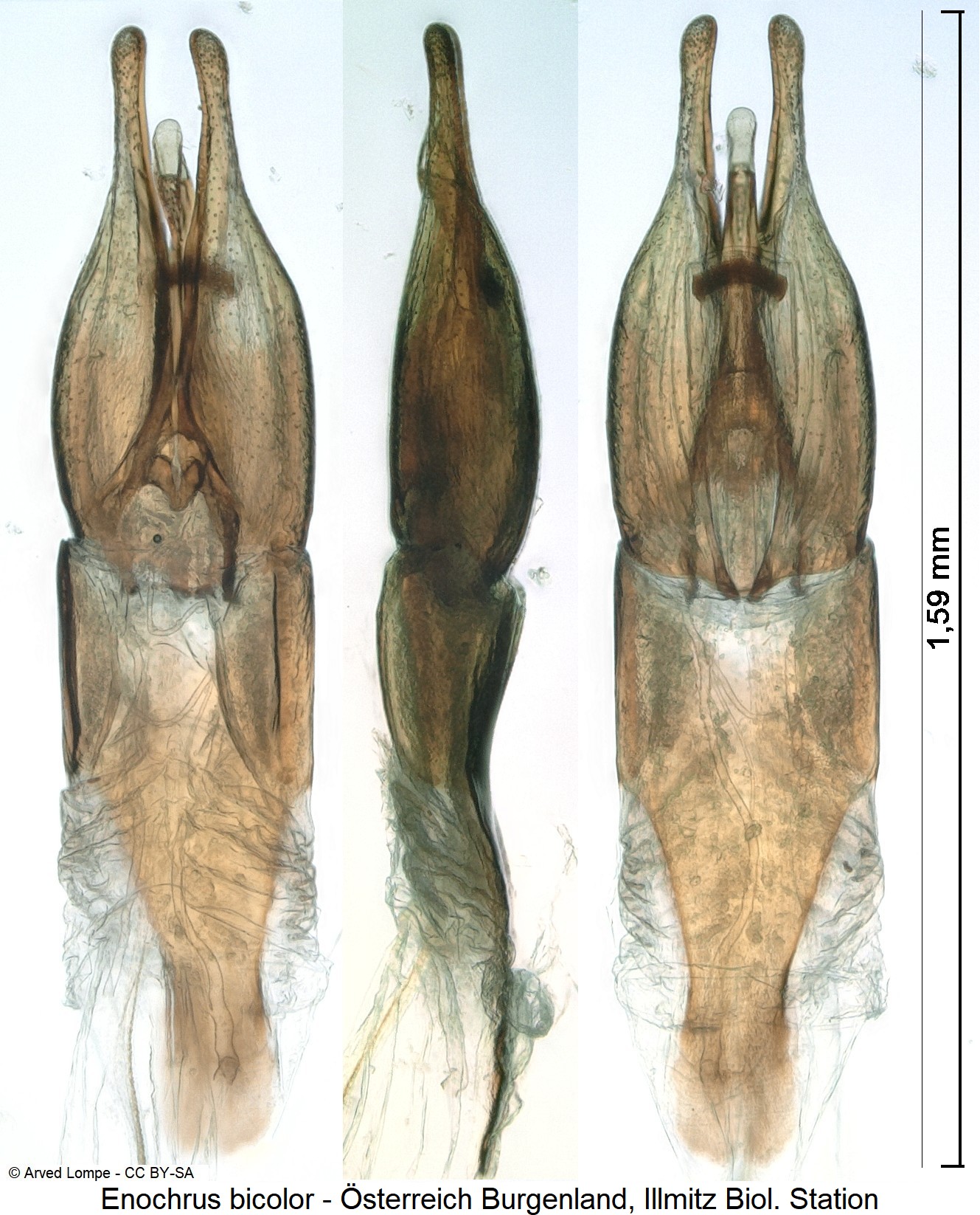 enochrus_bicolor.jpg