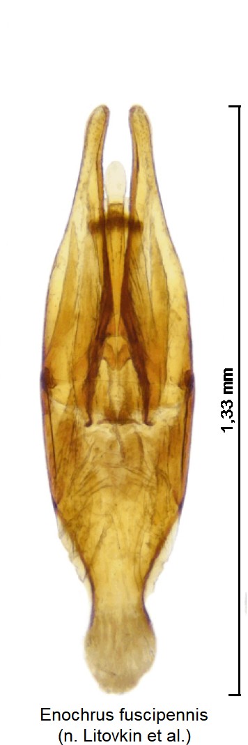 enochrus_fuscipennis.jpg