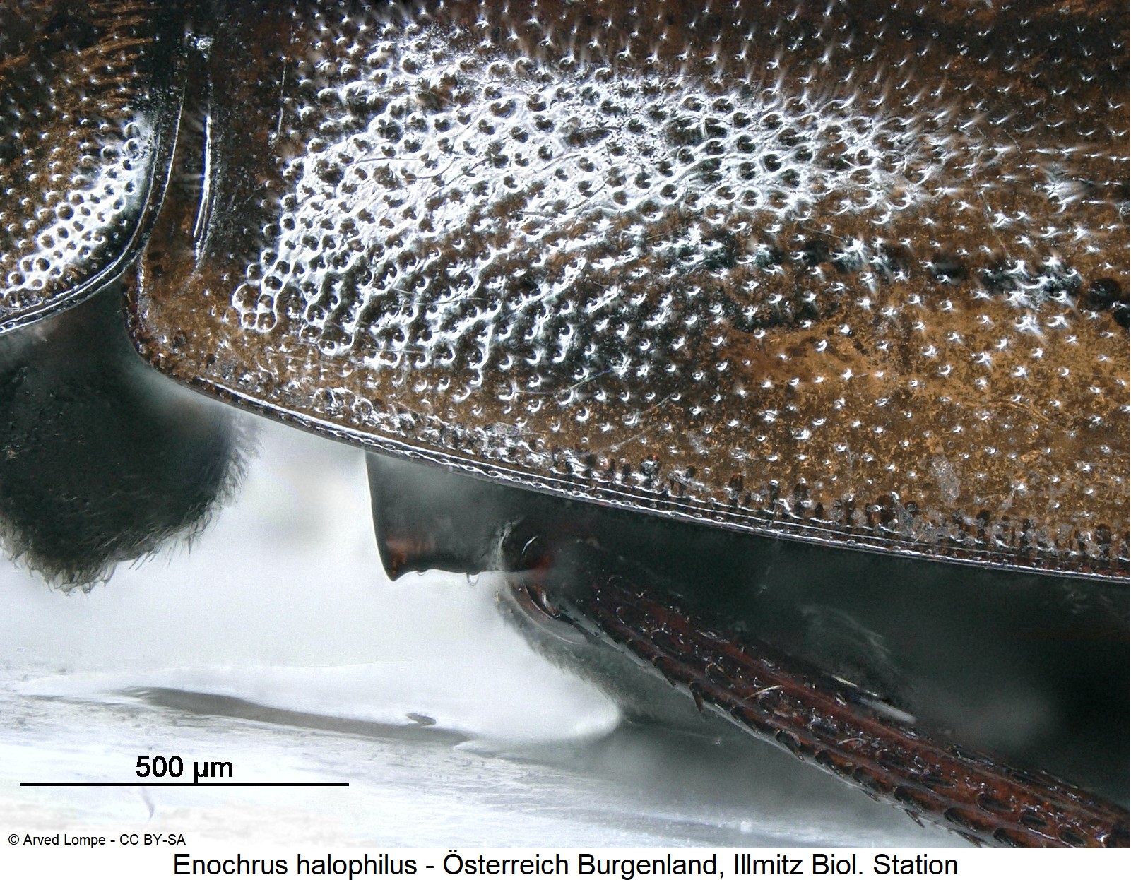 enochrus_halophilus_m_ck28652136_mbr.jpg