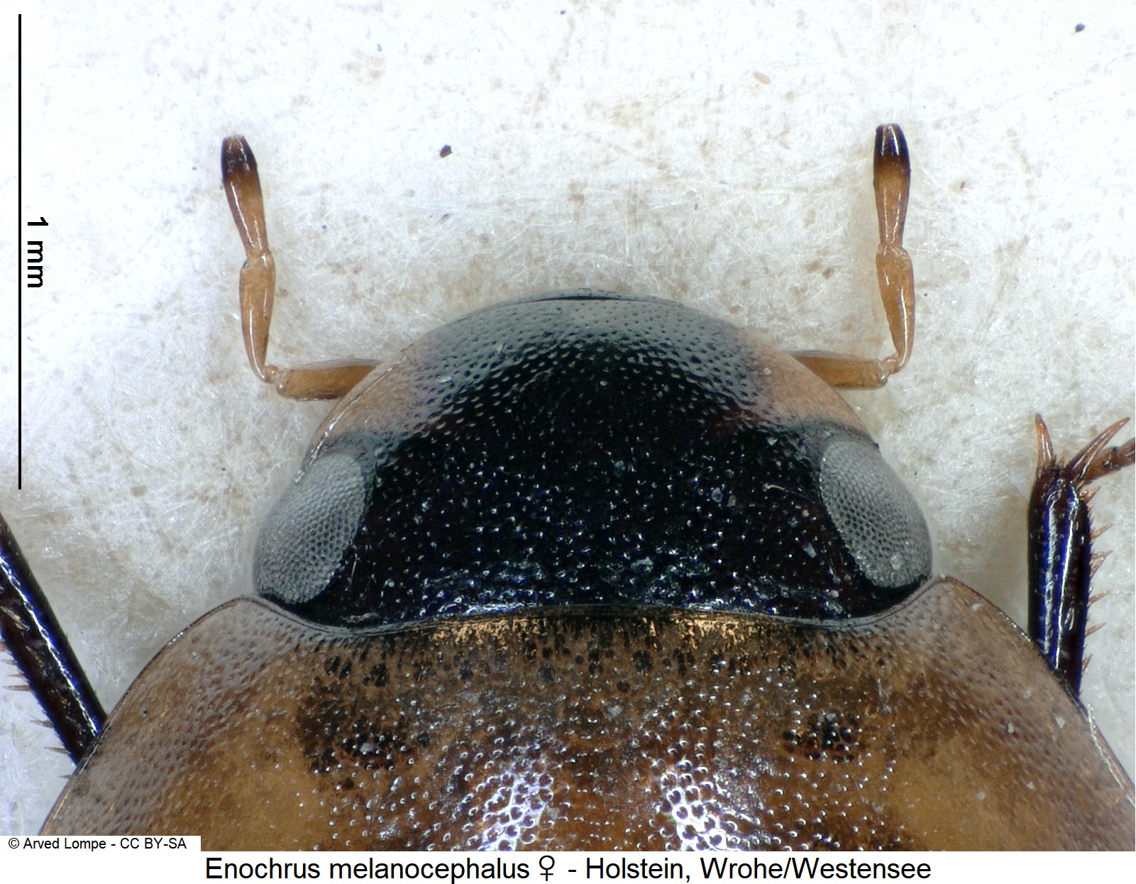enochrus_melanocephalus_w_ck3262_k-1.jpg