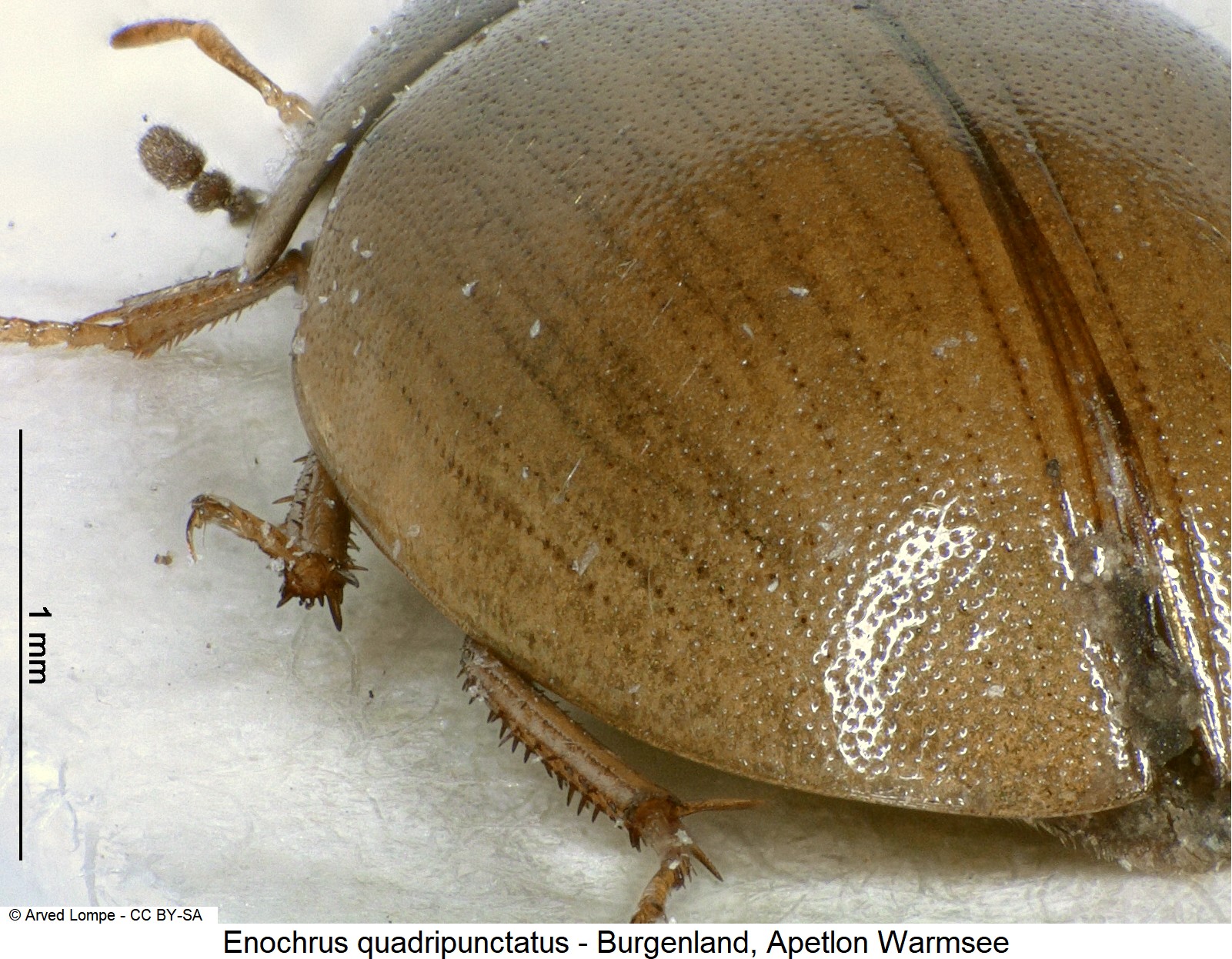 enochrus_quadripunctatus_ck3267_fld.jpg