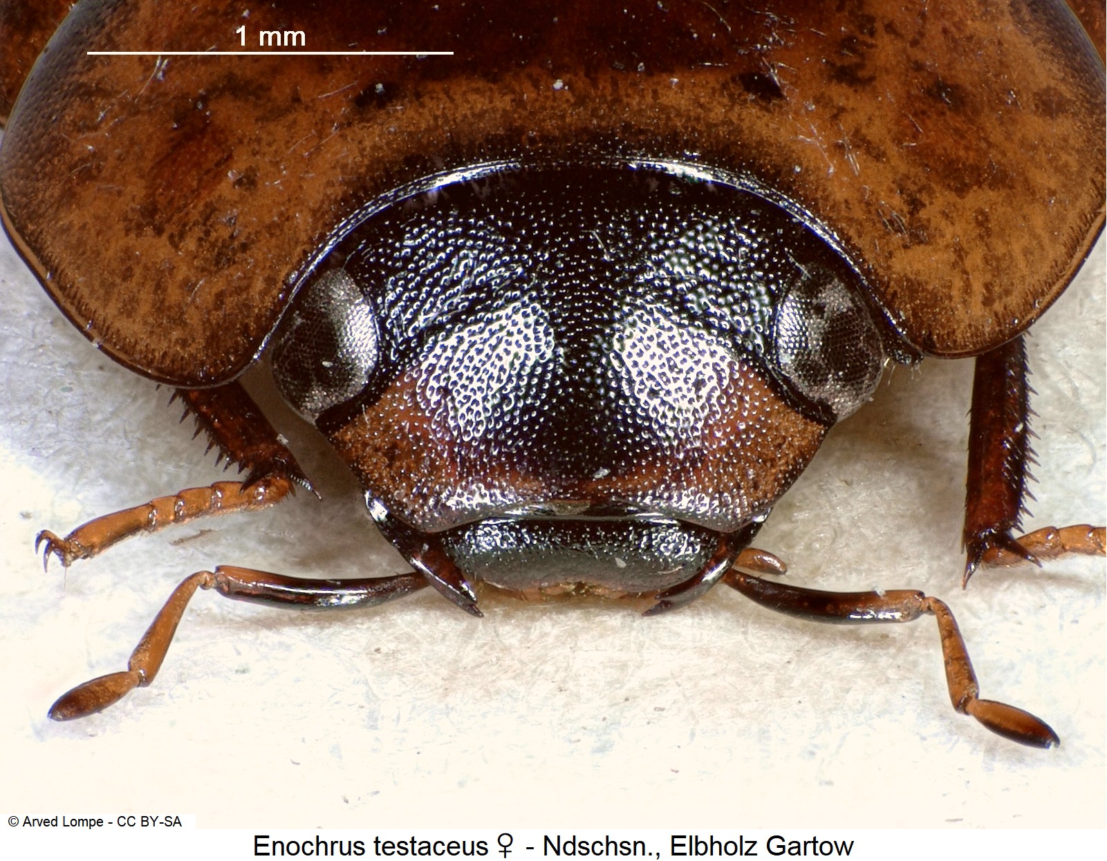 enochrus_testaceus_w_ck3278_k.jpg