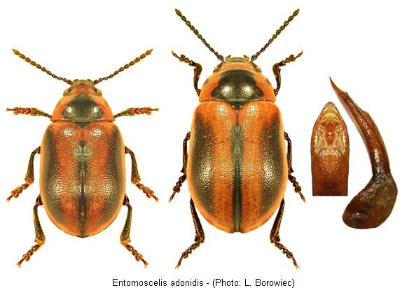 entomoscelis_adonidis.jpg