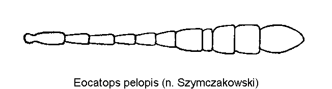 eocatops_pelopis_f.gif