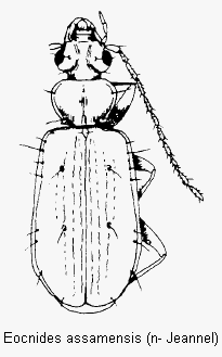 eocnides_assamensis_hab.gif